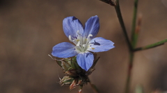 Eriastrum sapphirinum sapphirinum