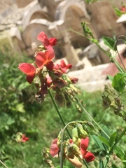 Lathyrus rotundifolius
