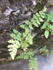 Asplenium adiantum-nigrum