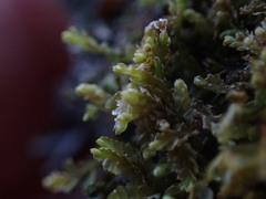 Mesoptychia heterocolpos