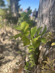 Carpinus caroliniana