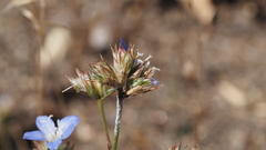Eriastrum sapphirinum sapphirinum