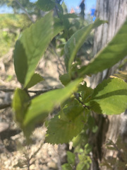 Carpinus caroliniana