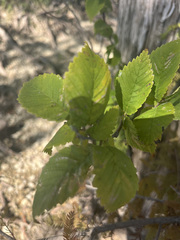 Carpinus caroliniana