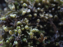 Mesoptychia heterocolpos