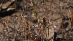 Eriastrum sapphirinum sapphirinum