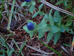Gentiana sceptrum