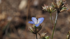 Eriastrum sapphirinum sapphirinum