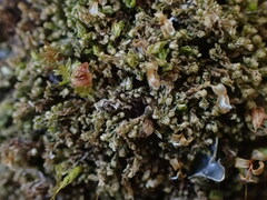 Mesoptychia heterocolpos