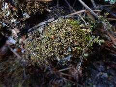 Mesoptychia heterocolpos