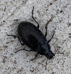 Bothrotes canaliculatus