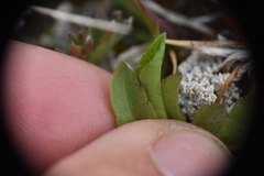 Solidago multiradiata