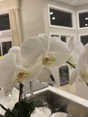 Phalaenopsis