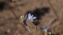 Eriastrum sapphirinum sapphirinum