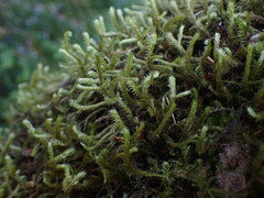 Antitrichia curtipendula