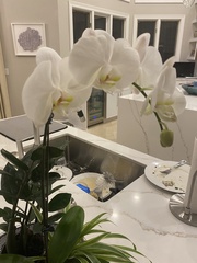 Phalaenopsis