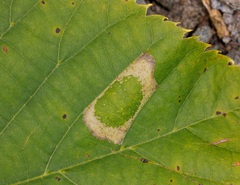 Phyllonorycter lucetiella