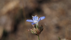 Eriastrum sapphirinum sapphirinum