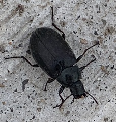 Bothrotes canaliculatus