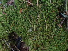 Dicranum fuscescens