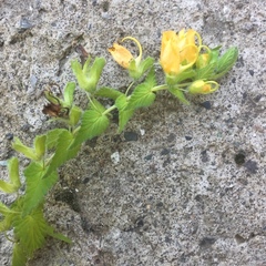 Rhynchocorys orientalis