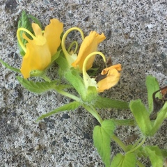 Rhynchocorys orientalis