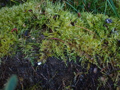 Calliergonella cuspidata