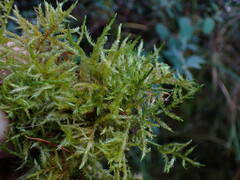 Calliergonella cuspidata