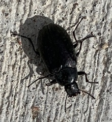 Bothrotes canaliculatus