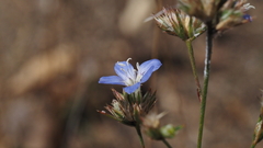 Eriastrum sapphirinum sapphirinum