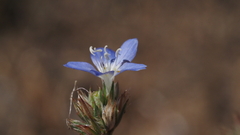 Eriastrum sapphirinum sapphirinum