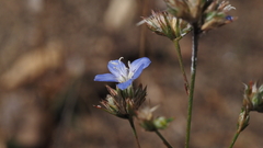 Eriastrum sapphirinum sapphirinum