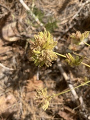 Cordylanthus rigidus