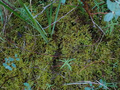 Calliergonella cuspidata