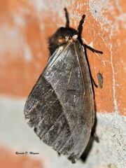 Automeris basalis