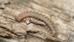 Polydesmus