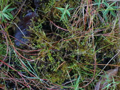 Calliergonella cuspidata