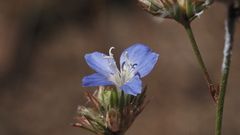 Eriastrum sapphirinum sapphirinum