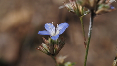 Eriastrum sapphirinum sapphirinum
