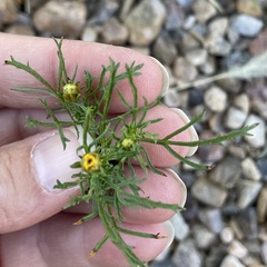 Dyssodia papposa