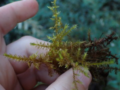 Calliergonella cuspidata
