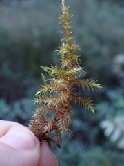 Calliergonella cuspidata