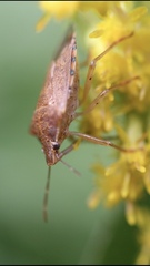 Podisus maculiventris