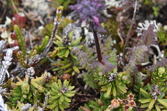 Pedicularis ornithorhynchos