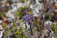 Pedicularis ornithorhynchos