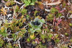 Gentiana glauca