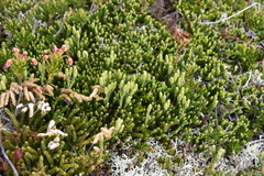 Diphasiastrum sitchense