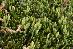 Diphasiastrum sitchense