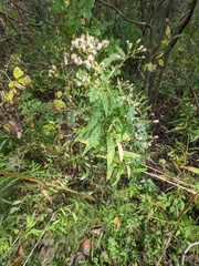 Saussurea parviflora