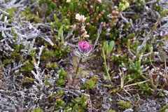 Castilleja parviflora